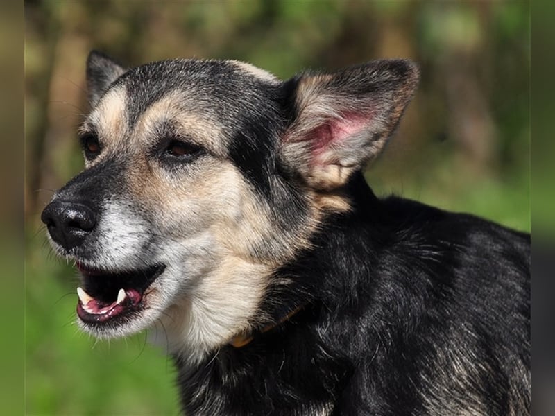 Bojar S240 freundet sich sofort mit jedem an Bojar S240 freundet sich sofort mit jedem an