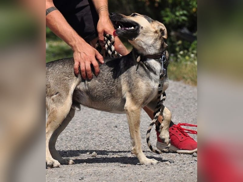 Hant sucht liebevolle, geduldige Menschen