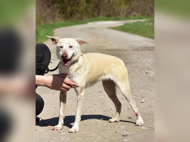 Lu ist eine zarte, sensible Hündin