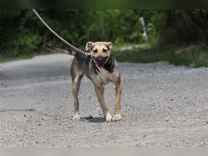 Hant sucht liebevolle, geduldige Menschen