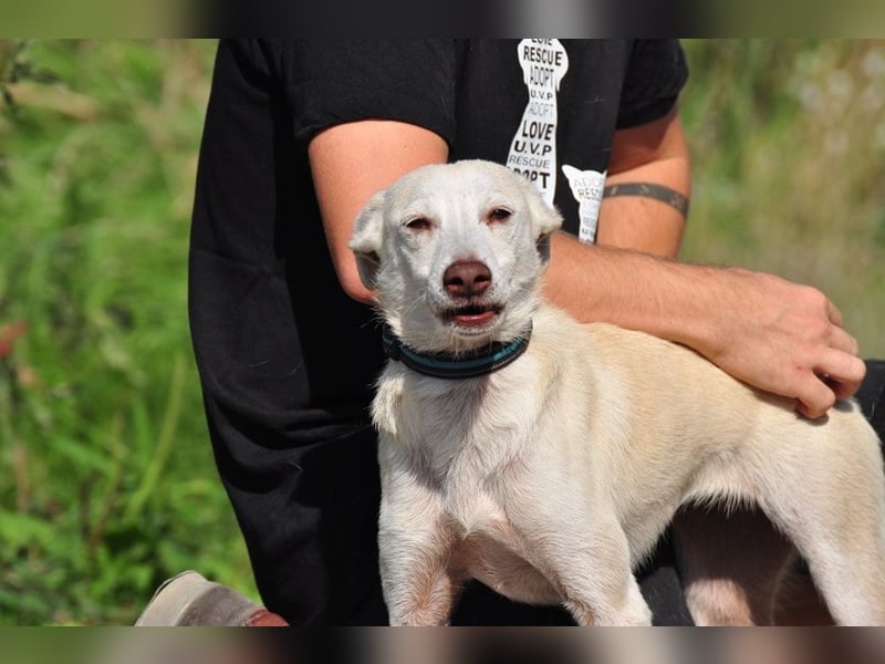 Lu ist eine zarte, sensible Hündin