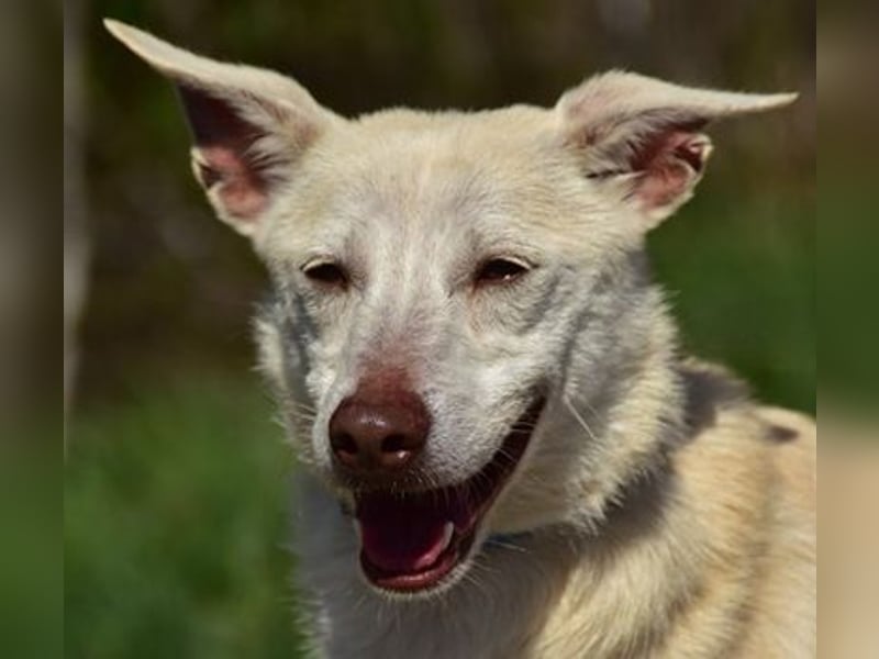 Lu ist eine zarte, sensible Hündin
