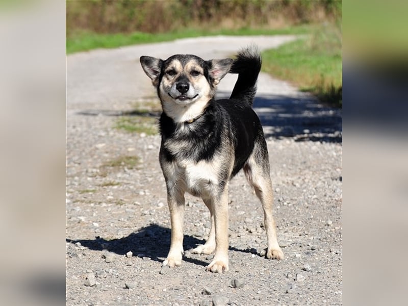 Bojar S240 freundet sich sofort mit jedem an Bojar S240 freundet sich sofort mit jedem an