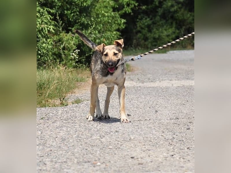 Hant sucht liebevolle, geduldige Menschen