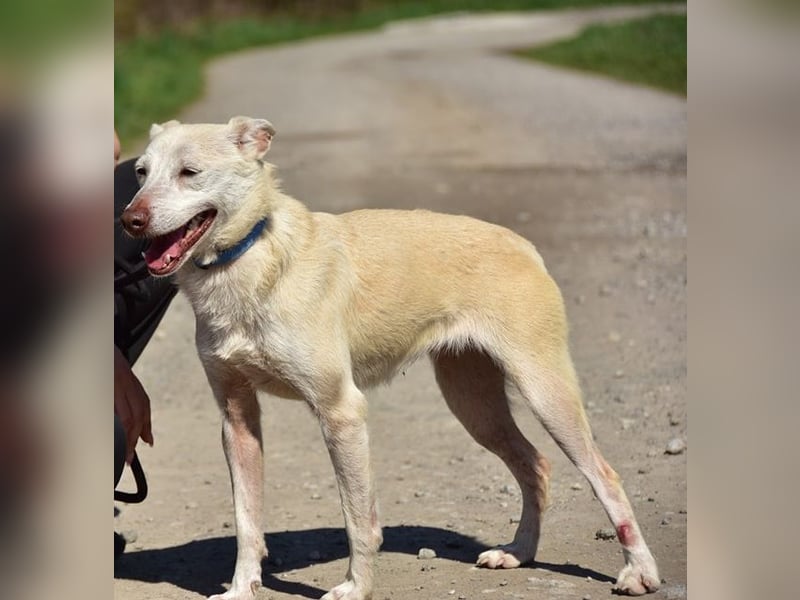 Lu ist eine zarte, sensible Hündin