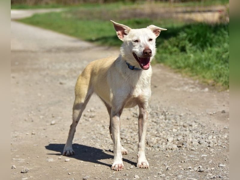 Lu ist eine zarte, sensible Hündin