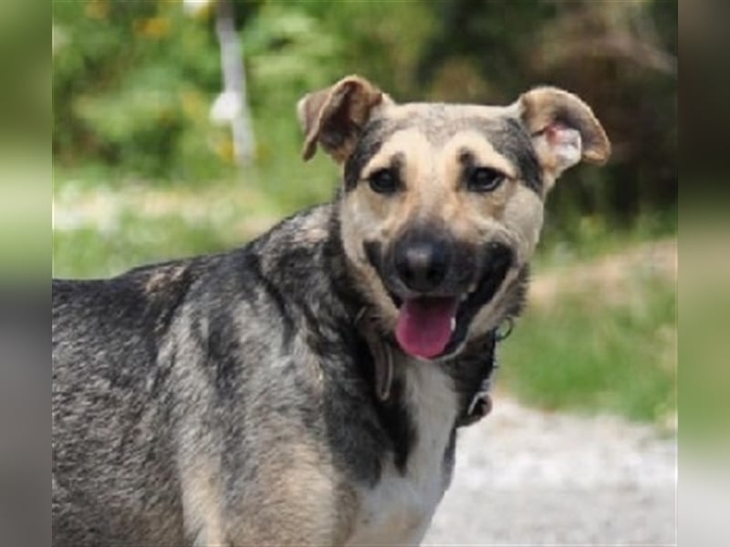 Hant sucht liebevolle, geduldige Menschen