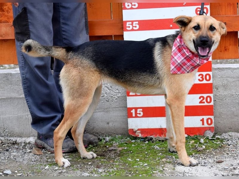 Bahari ist eine gute Laune Hündin Bahari ist eine gute Laune Hündin