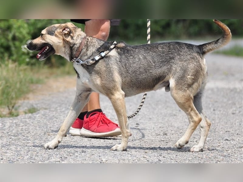 Hant sucht liebevolle, geduldige Menschen