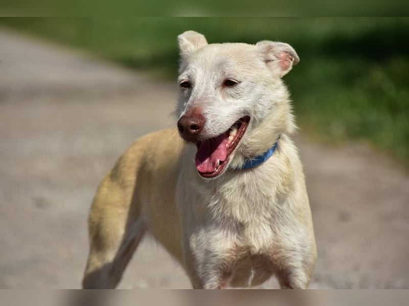 Lu ist eine zarte, sensible Hündin