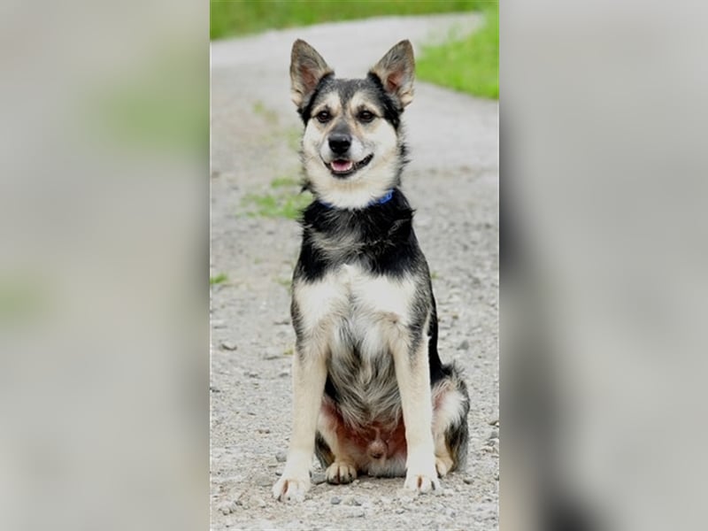 Bojar S240 freundet sich sofort mit jedem an Bojar S240 freundet sich sofort mit jedem an