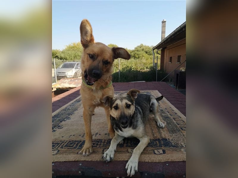 Hant sucht liebevolle, geduldige Menschen