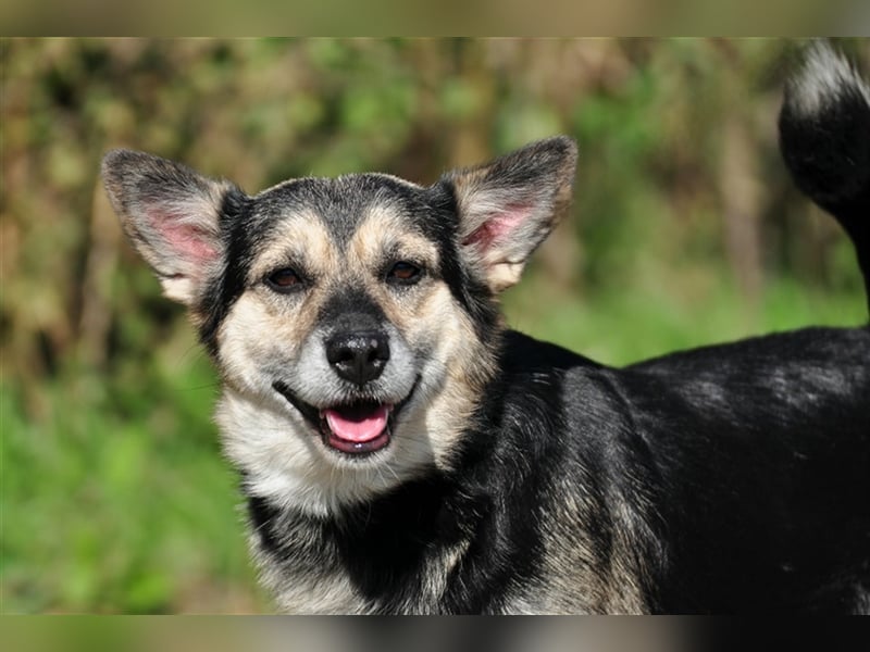 Bojar S240 freundet sich sofort mit jedem an Bojar S240 freundet sich sofort mit jedem an