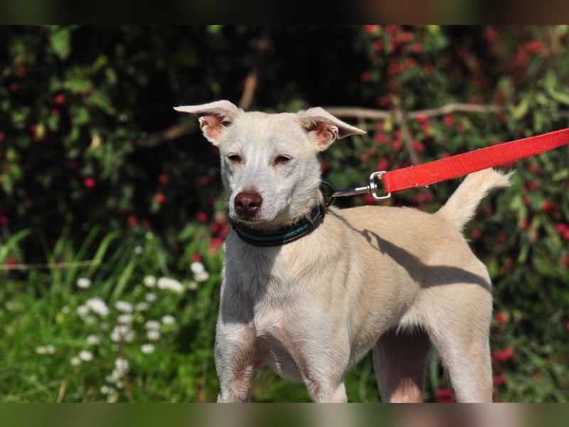 Lu ist eine zarte, sensible Hündin