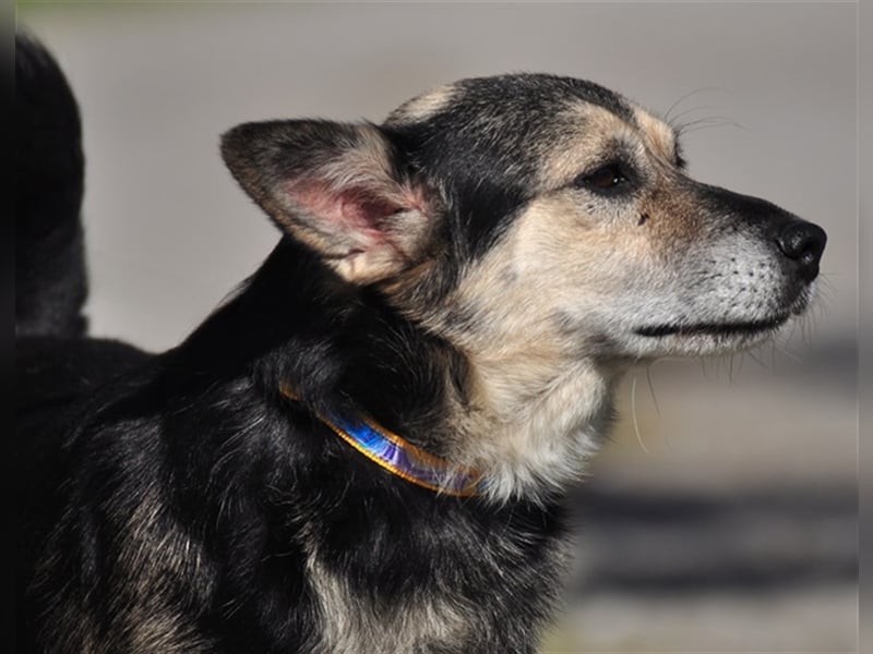 Bojar S240 freundet sich sofort mit jedem an Bojar S240 freundet sich sofort mit jedem an