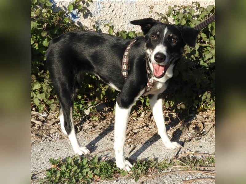 Naomi sucht ein Zuhause