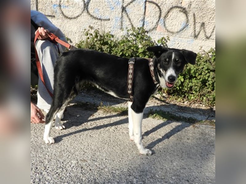 Naomi sucht ein Zuhause