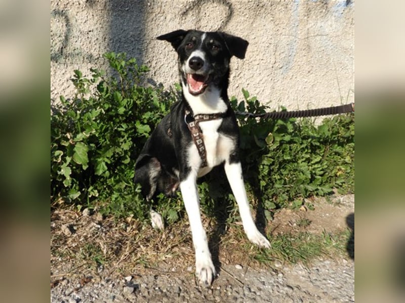 Naomi sucht ein Zuhause