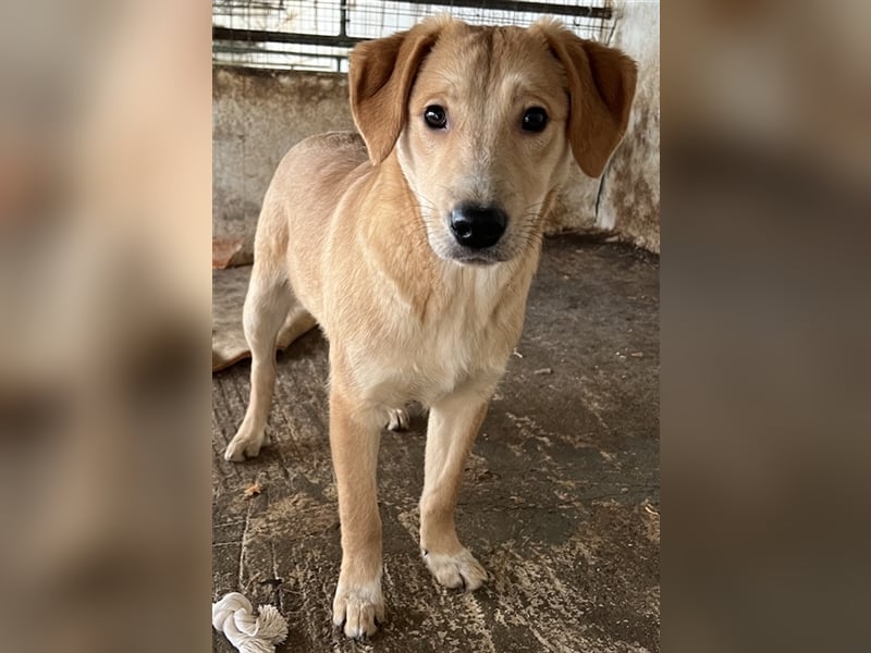 Boston, geb. ca. 07/2023, lebt in GRIECHENLAND, auf einer privaten Pflegestelle