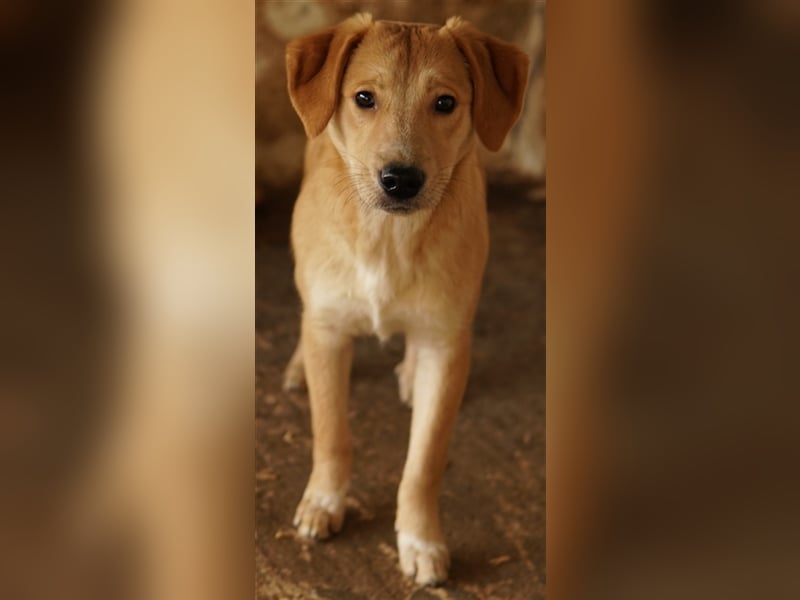 Boston, geb. ca. 07/2023, lebt in GRIECHENLAND, auf einer privaten Pflegestelle