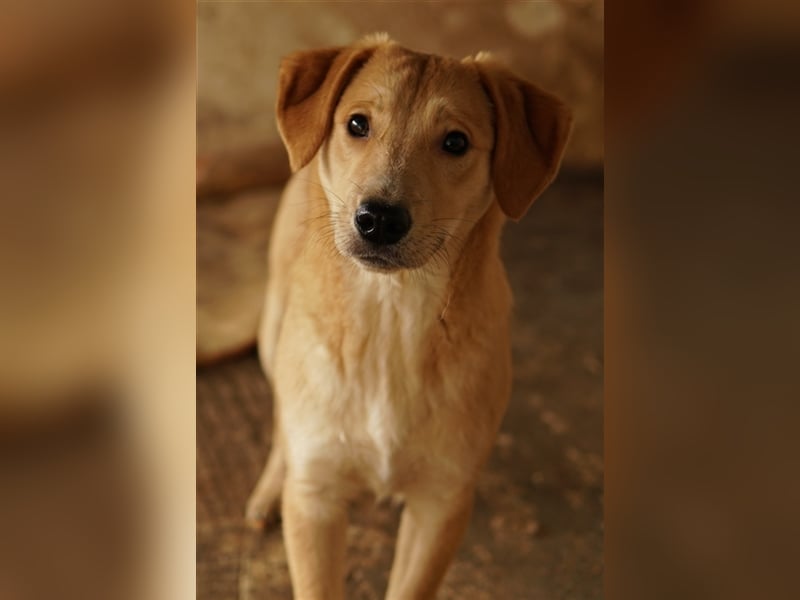 Boston, geb. ca. 07/2023, lebt in GRIECHENLAND, auf einer privaten Pflegestelle