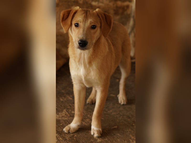 Boston, geb. ca. 07/2023, lebt in GRIECHENLAND, auf einer privaten Pflegestelle