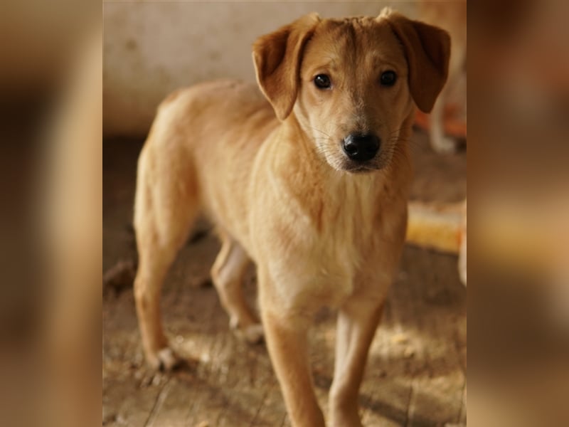 Boston, geb. ca. 07/2023, lebt in GRIECHENLAND, auf einer privaten Pflegestelle