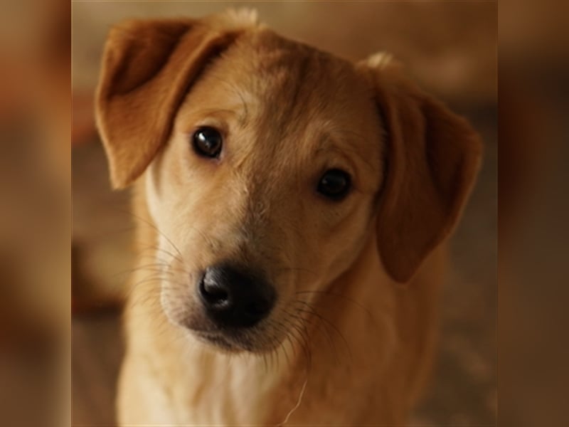 Boston, geb. ca. 07/2023, lebt in GRIECHENLAND, auf einer privaten Pflegestelle