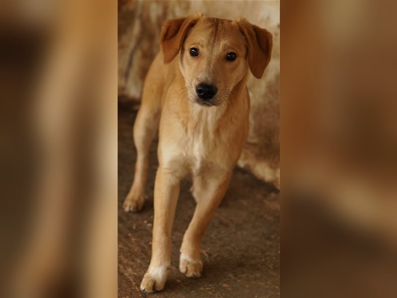 Boston, geb. ca. 07/2023, lebt in GRIECHENLAND, auf einer privaten Pflegestelle