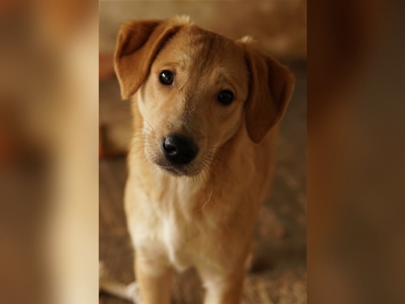 Boston, geb. ca. 07/2023, lebt in GRIECHENLAND, auf einer privaten Pflegestelle