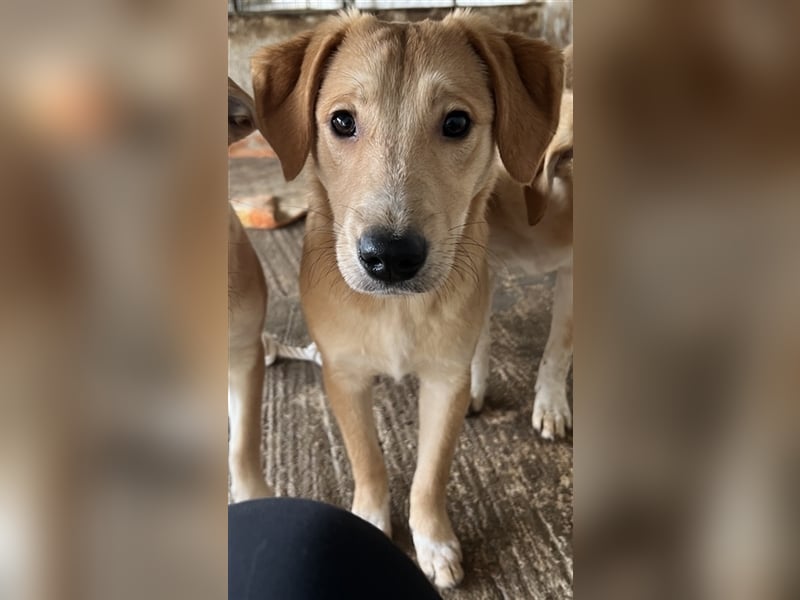 Boston, geb. ca. 07/2023, lebt in GRIECHENLAND, auf einer privaten Pflegestelle