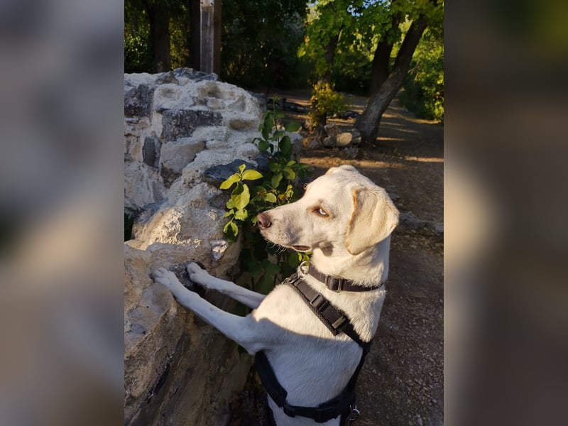 Junghund DAVID - Lebensfreude pur auf vier Pfoten Junghund DAVID - Lebensfreude pur auf vier Pfoten