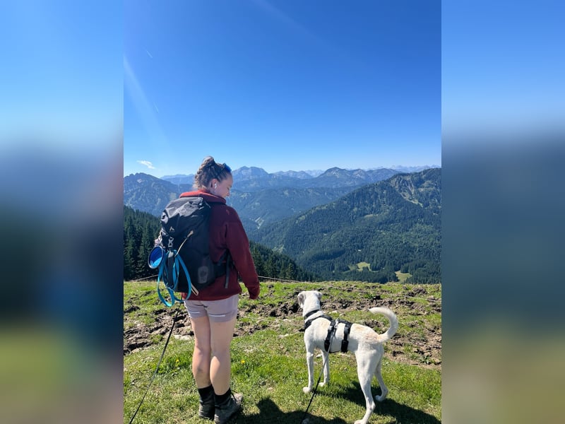 Junghund DAVID - Lebensfreude pur auf vier Pfoten Junghund DAVID - Lebensfreude pur auf vier Pfoten