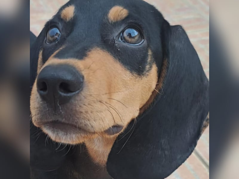 Junghund ZIGGY sucht nach seinem Für-immer-Zuhause