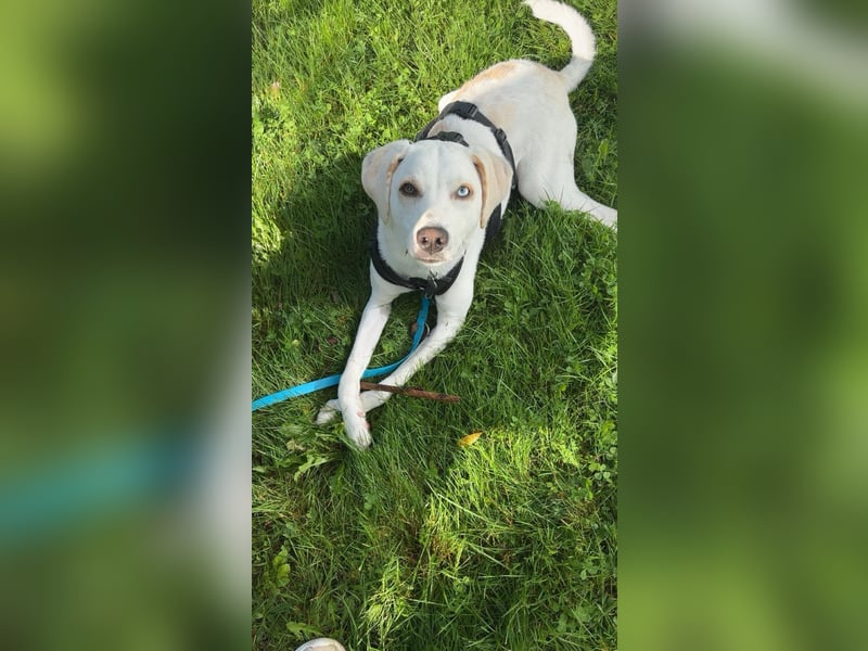 Junghund DAVID - Lebensfreude pur auf vier Pfoten Junghund DAVID - Lebensfreude pur auf vier Pfoten