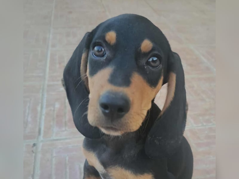 Junghund ZIGGY sucht nach seinem Für-immer-Zuhause