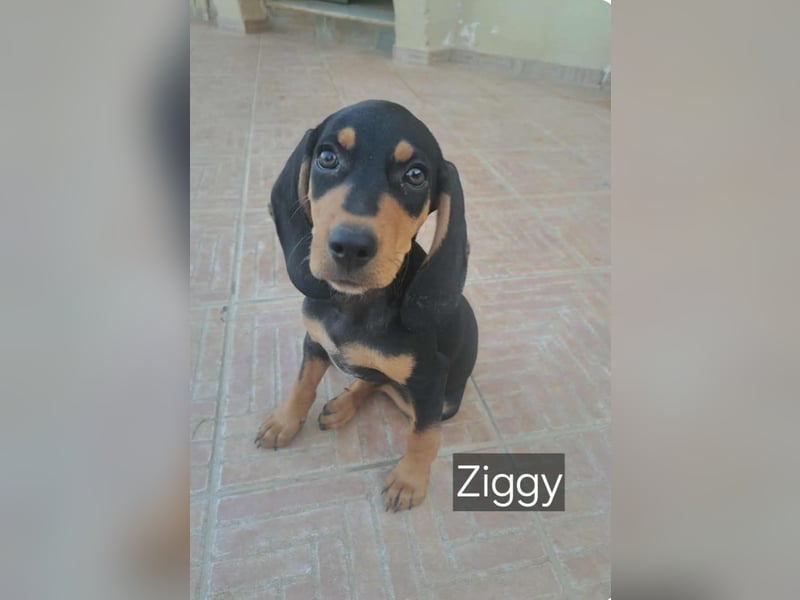 Junghund ZIGGY sucht nach seinem Für-immer-Zuhause