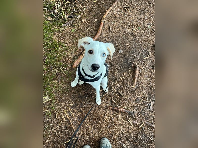 Junghund DAVID - Lebensfreude pur auf vier Pfoten Junghund DAVID - Lebensfreude pur auf vier Pfoten