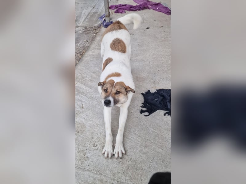 Lucky, hol dir das Glück ins Haus