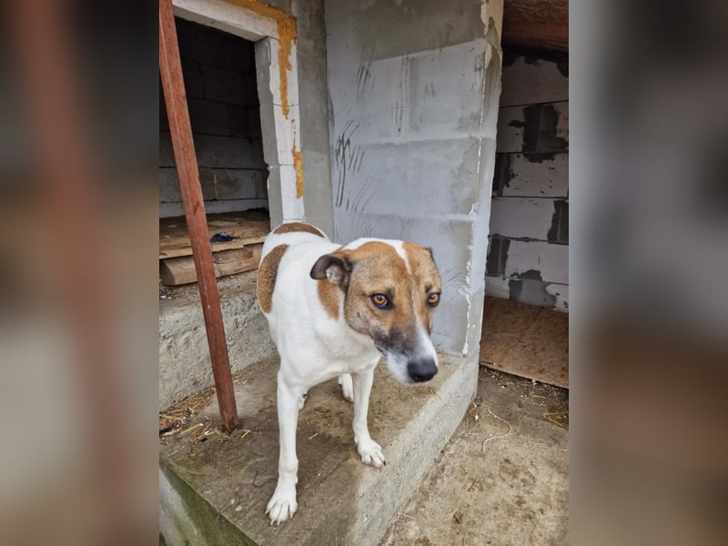 Lucky, hol dir das Glück ins Haus