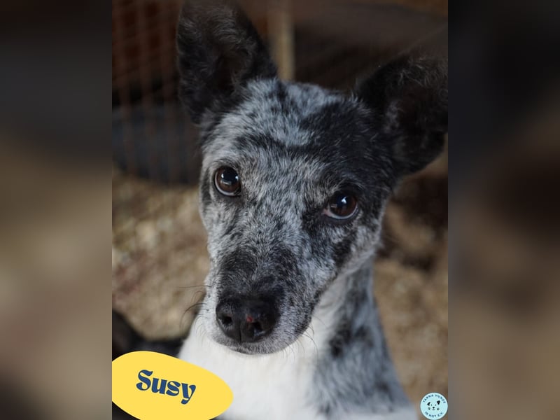 Susy VA, ist noch etwas unsicher