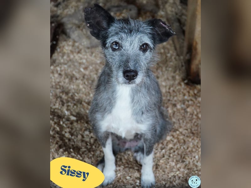 Sissy VA, ist noch etwas unsicher