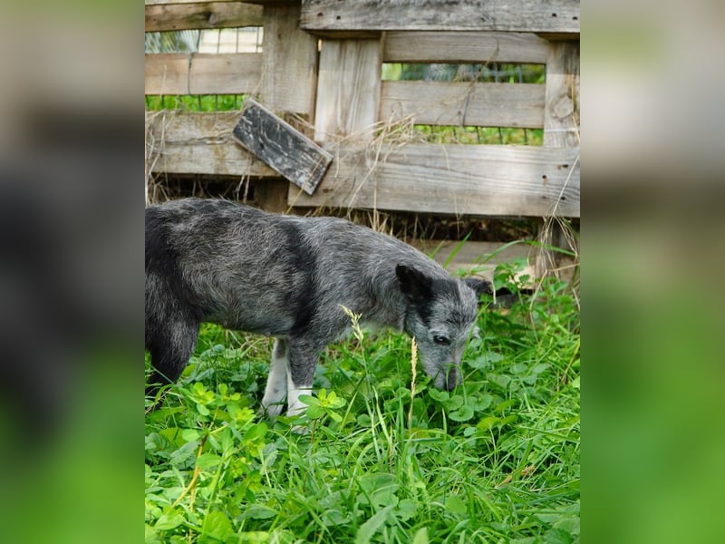 Sissy VA, ist noch etwas unsicher