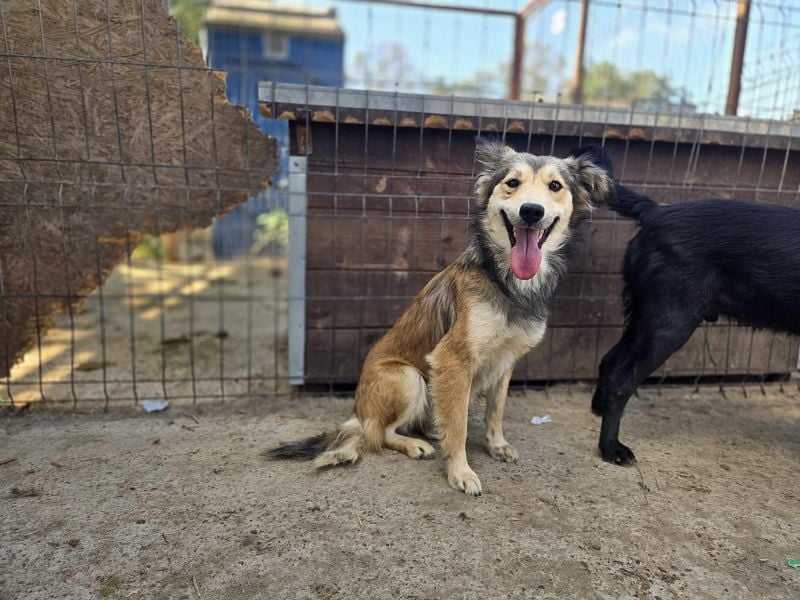 ♥SIMBA♥ neu auf Pflegestelle bei Köln - wunderschöner, so süßer und herzlicher Rüde 44 cm