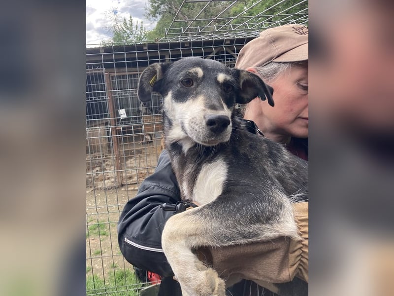 ♥RONI♥ sanfte,hübsche, liebe,anfangs noch schüchterne Hündin,die sicher schnell Vertrauen fasst 47cm