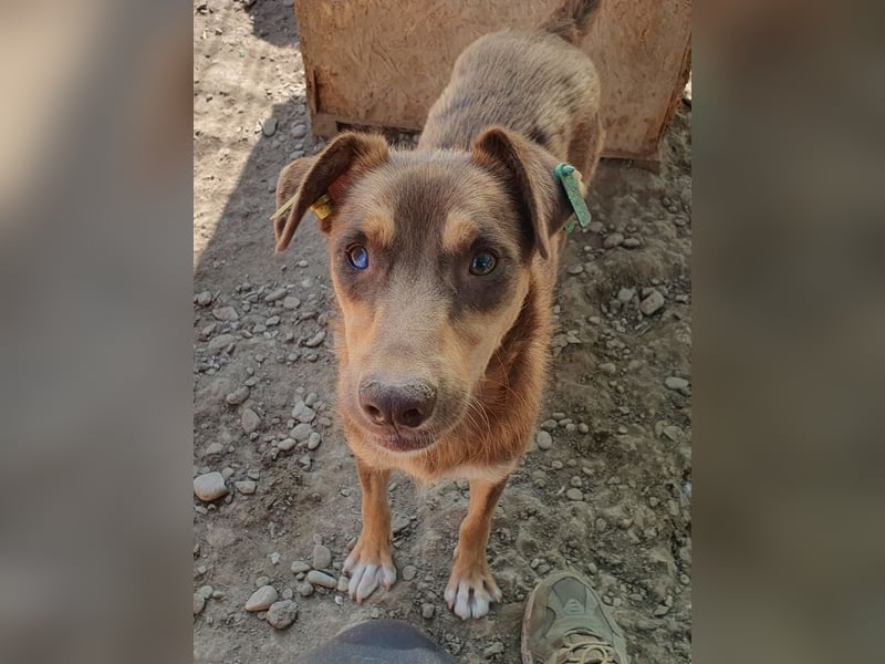 ♥SHAWNA♥ total menschenbezogene, wunderschöne, lebensfrohe, quirlige Junghündin 46 cm