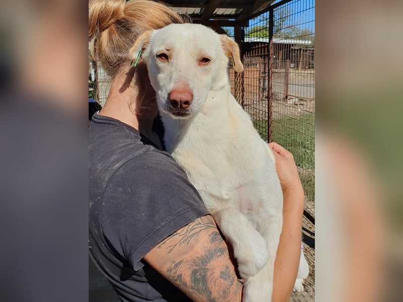 ♥MALEEN♥ ab 14. Nov auf Pflegestelle bei Köln - hübsche, süße, sanfte Hündin 48 cm