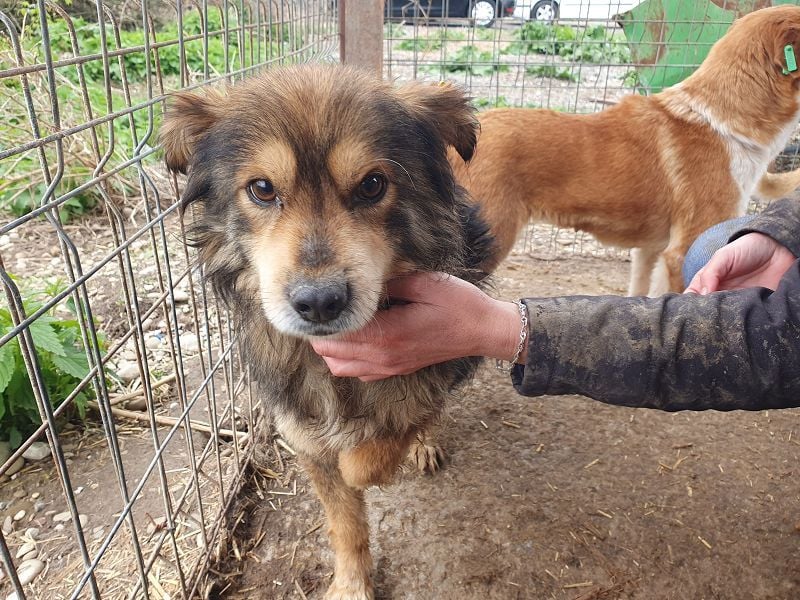 ♥MARLEY♥ wunderschöner, noch etwas zurückhaltender, viel zu dünner Rüde mit längerem Fell 41 cm ♥MARLEY♥ wunderschöner, noch etwas zurückhaltender, viel zu dünner Rüde mit längerem Fell 41 cm