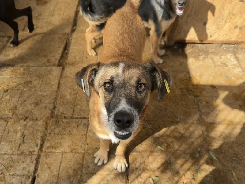 ♥NICO♥ verschmuster, sehr menschenbezogener, aufgeschlossener hübscher Rüde 47 cm ♥NICO♥ verschmuster, sehr menschenbezogener, aufgeschlossener hübscher Rüde 47 cm