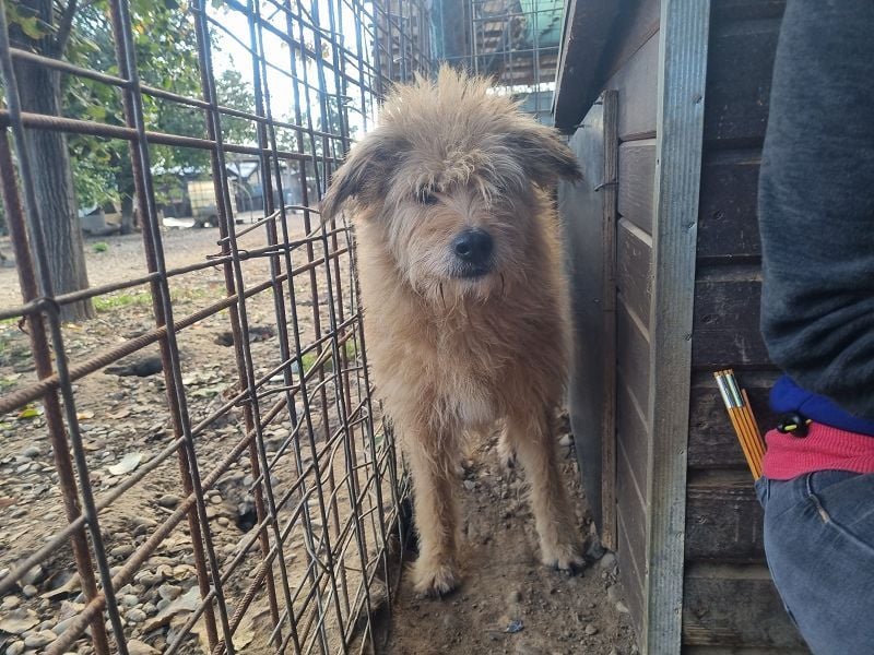 ♥LINDI♥ ruhige, sanfte, anfangs noch vorsichtige süße Hündin mit wuscheligem goldfarbenen Fell 49 cm